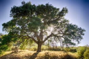 oak-tree-and-sun[fusion_builder_container hundred_percent=